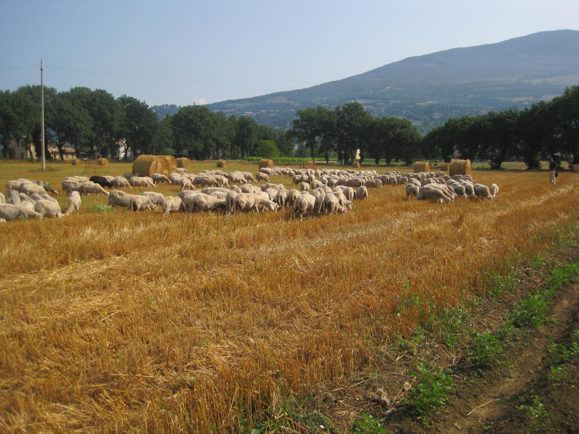 Il Tugurio Agriturismo B&B Rivotorto Dış mekan fotoğraf